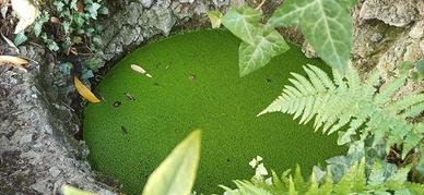 Papiri, piante da laghetto