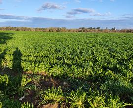 Terreno agricolo