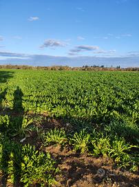 Terreno agricolo