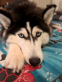 Luna husky di 10 mesi