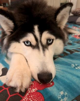Luna husky di 10 mesi