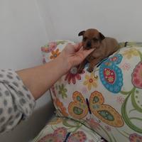 Chihuahua mini toy da borsetta