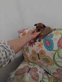 Chihuahua mini toy da borsetta