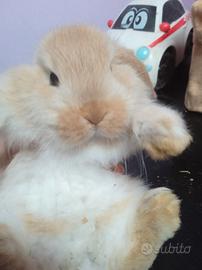 Coniglietti nani