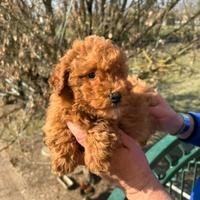 Barboncino toy e maltipoo toy