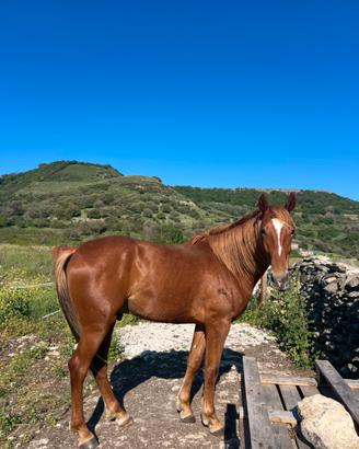 Cavallo