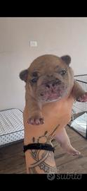 Cuccioli di bulldog francese