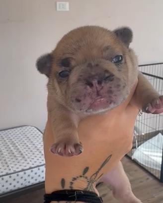 Cuccioli di bulldog francese