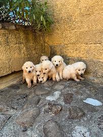 Cuccioli di Pastore Maremmano 