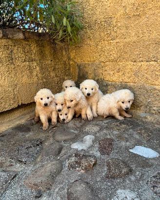 Cuccioli di Pastore Maremmano 