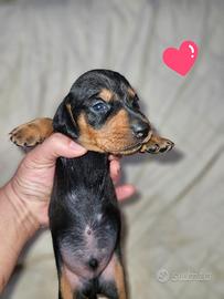 Bassotto cucciolo mini toy