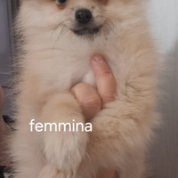Fantastici cuccioli spizt tedeschi
