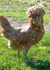 Galline ornamentali