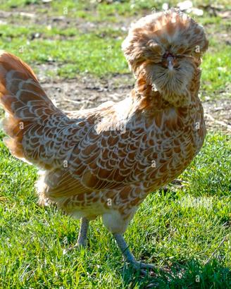 Galline ornamentali