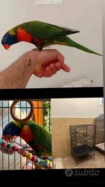 Lory allevato a mano con gabbia