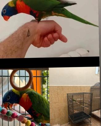 Lory allevato a mano con gabbia