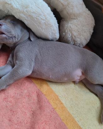 Cuciolli weimaraner
