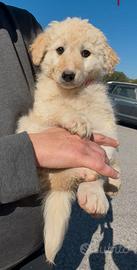 Cucciole in adozione