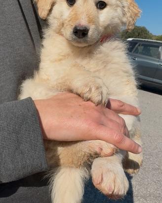 Cucciole in adozione