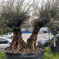 Pianta