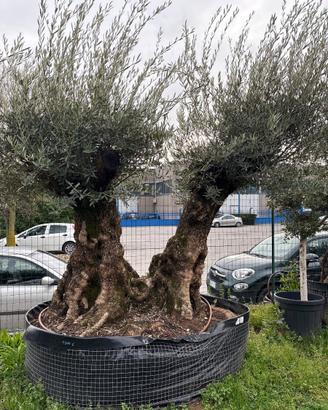 Pianta