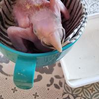 Ara arlecchino pulletto