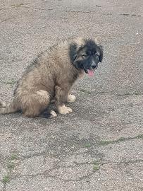 Cucciole Pastore del Caucaso