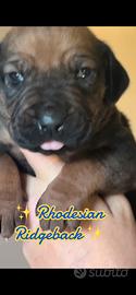 Rhodesian Ridgeback