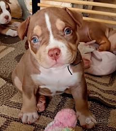 Cucciolo american bully pocket
