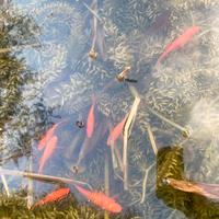 Pesci Rossi da Laghetto o Pond