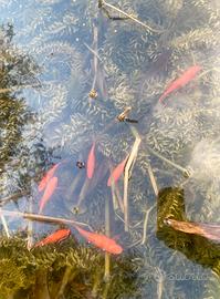 Pesci Rossi (7-10cm) da Laghetto o Pond