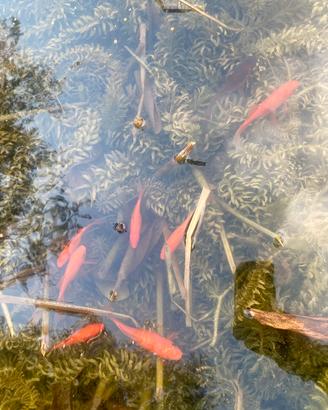 Pesci Rossi da Laghetto o Pond