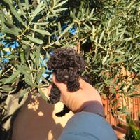 Barboncino toy nero femmina