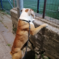 Bulldog inglese