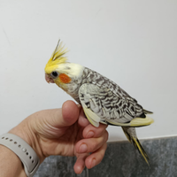 Pulli pappagalli Calopsite allevati a mano