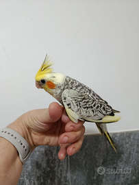 Pulli pappagalli Calopsite allevati a mano