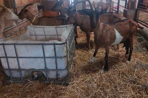 Azienda agricola formaggi di capra