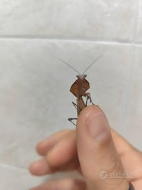 Mantide foglia secca Deroplatys truncata
