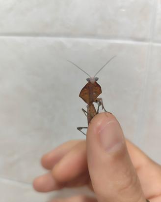 Mantide foglia secca Deroplatys truncata