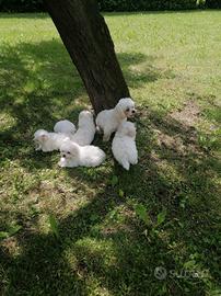 Cuccioli maltesi con pedigree enci