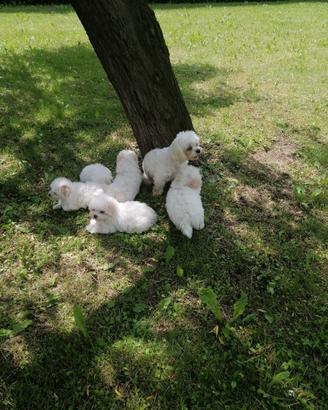 Cuccioli maltesi con pedigree enci