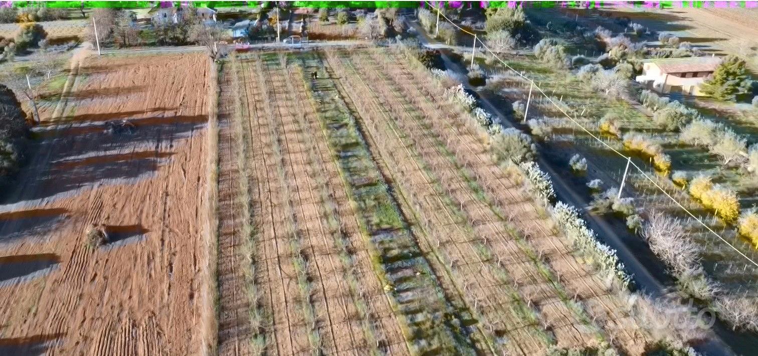 Terreno piantumato. MANDORLETO in produzione - Vista 4