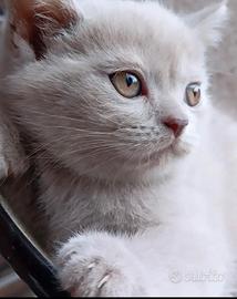 Gattini british shorthair dolcissimi