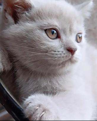 Gattini british shorthair dolcissimi