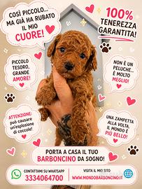 Cucciolo barboncino toy