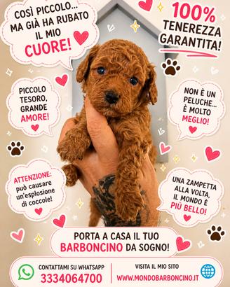 Cucciolo barboncino toy