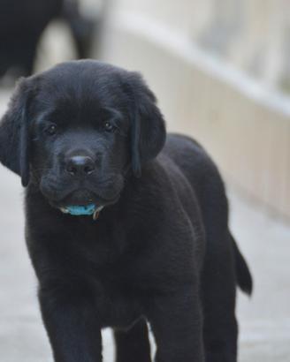Ciccioli di Labrador