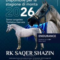 Monte cavallo stallone arabo