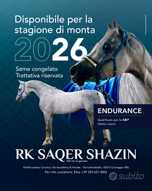 Monte cavallo stallone arabo