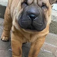 Cane